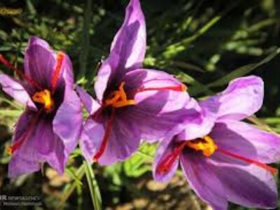 نرخ بهترین پیاز گل زعفران در زنجان