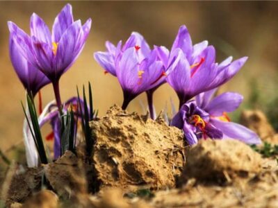 تقاضا زعفران مرغوب در یزد