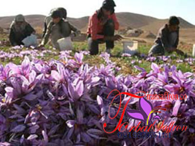 پیاز گل زعفران مرغوب در زنجان