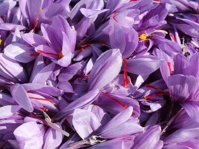 خرید زعفران عمده در گیلان