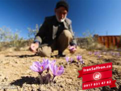 فروش بذر و پیاز زعفران مرغوب در کرج
