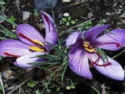 نرخ پیاز گیاه زعفران در آذربایجان