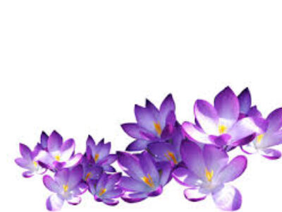 افزایش فروش و صادرات زعفران ایرانی