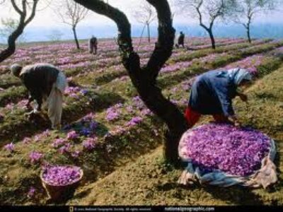 فروش عمده زعفران در سرایان