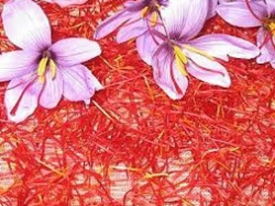 تاثیر کود در تولید زعفران نمونه ایرانی