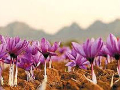 توزیع زعفران اعلاء صادراتی