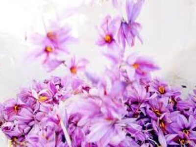 ویژگی انواع گل زعفران مرغوب