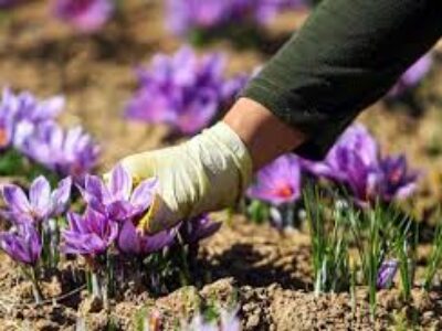 صادرات زعفران سحر خیز بسته بندی شده