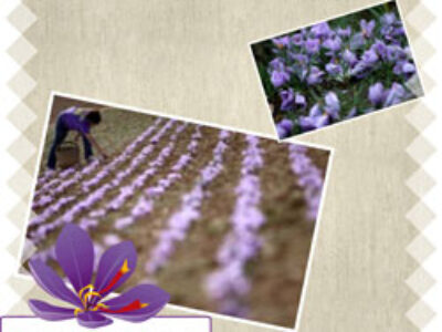 تولید کننده زعفران خوب در جهان