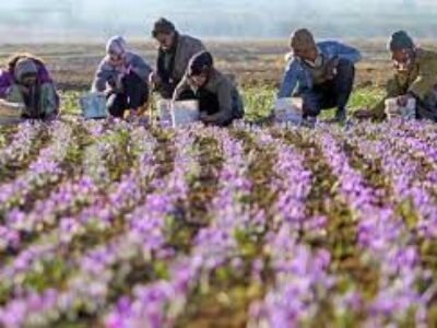 خرید بهترین پیاز گل زعفران تهران