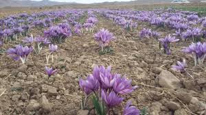 You are currently viewing صادرات عمده زعفران ایرانی درجه یک