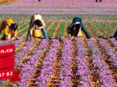خرید زعفران جهان صادراتی در تربت حیدریه