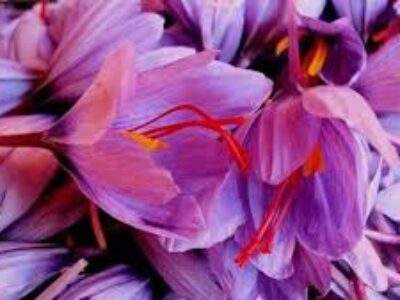 قیمت مرغوب ترین پیاز گل زعفران در همدان