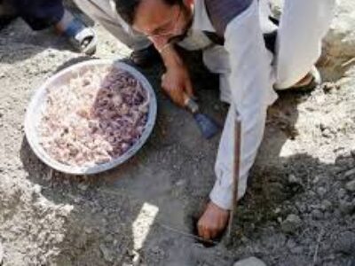 کاشت پیاز زعفران مرغوب برای یک هکتار در مشهد