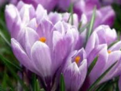 انواع موارد استفاده گل بنفش زعفران