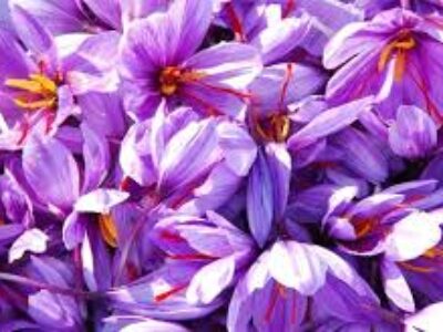 طرز کاشت پیاز مرغوب گل زعفران کرج