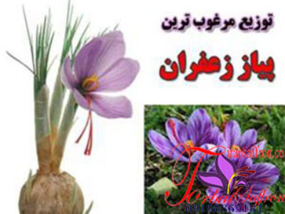 کاشت پیاز گل زعفران در همدان