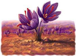 You are currently viewing نرخ به روز بهترین پیاز زعفران در یزد