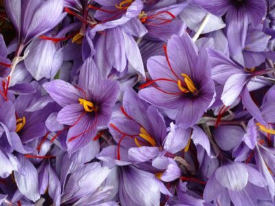 توزیع و عرضه انواع زعفران