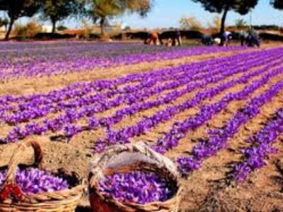 قوانین صادرات زعفران فله در یزد