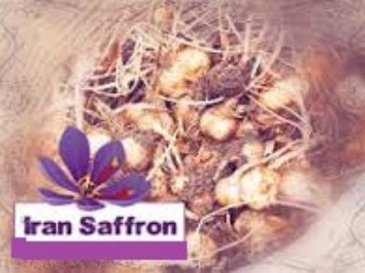 پخش انواع پیاز زعفران مرغوب ایرانی