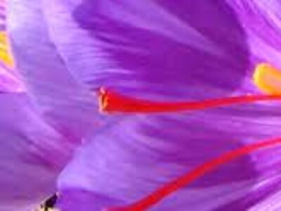 خرید آنلاین پیاز گل زعفران
