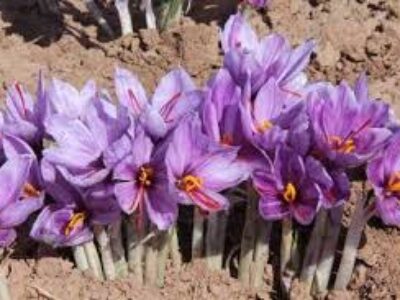 طرز کاشت پیاز زعفران مرغوب در فارس