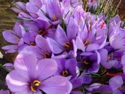 مهمترین خواص گل زعفران