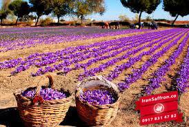 You are currently viewing صادرات زعفران درجه یک قاین با شرکت ایرانی