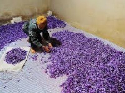 خرید پیاز زعفران درجه یک ایران