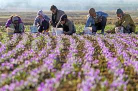 You are currently viewing خرید یک گرم زعفران از کشاورز