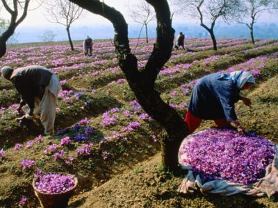 صادرات زعفران سرخ ایران