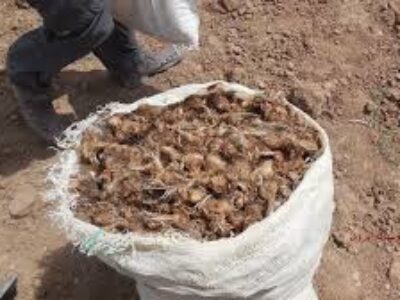 نرخ پیاز گل زعفران مرغوب در خوزستان