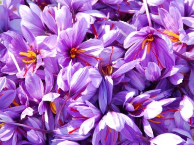 پودر زعفران قائن اصل