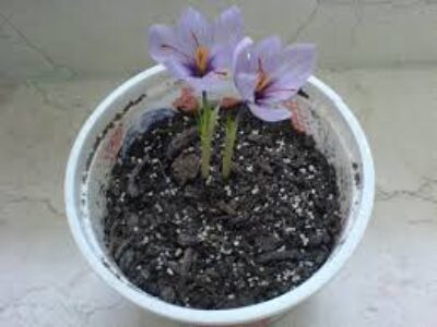 پرورش زعفران در خانه به روش گلدانی