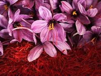 نمایندگی بزرگ صادرات زعفران گلستان