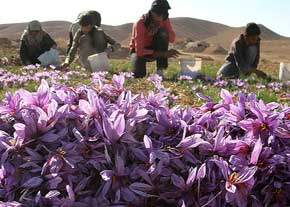 You are currently viewing نرخ بهترین پیاز گل زعفران در همدان
