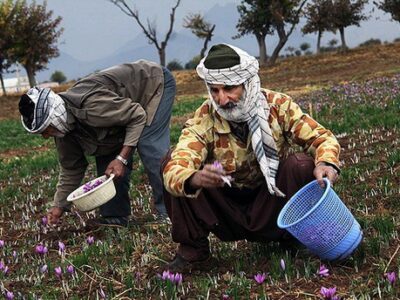 فروش زعفران نگین در مراغه