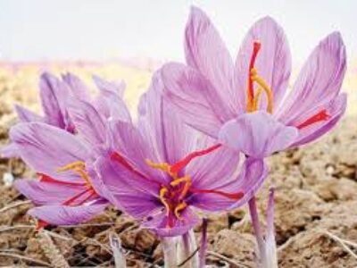 بزرگترین تولیدی زعفران اصل خمین