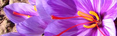 You are currently viewing زعفران و رنگ طبیعی موجود در آن