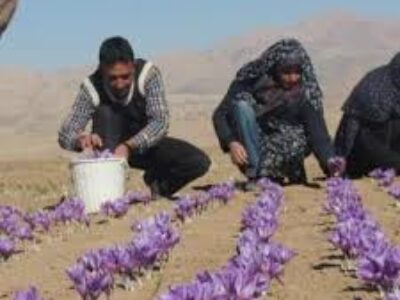 کاشت پیاز زعفران خوب در مشهد