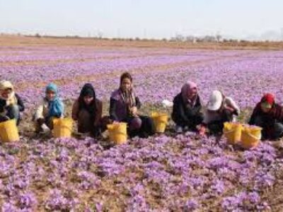 خرید پیاز زعفران مرغوب در زنجان