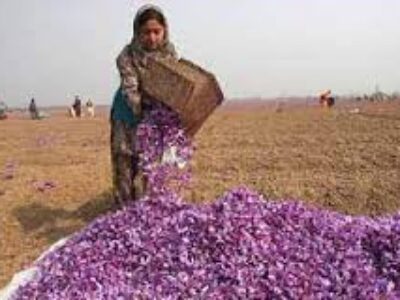 صادرات زعفران هرات به چین