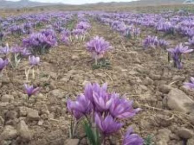 کاشت پیاز زعفران تازه ایران