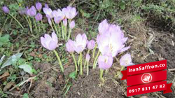 You are currently viewing قیمت هر کیلو گل زعفران در بازار امروز